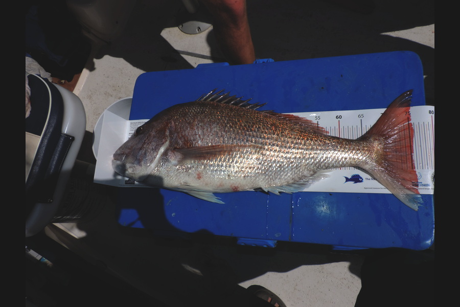 geoff Peake caught this 75.0cm Snapper at Raglan during The Export NZ Fishing Competition