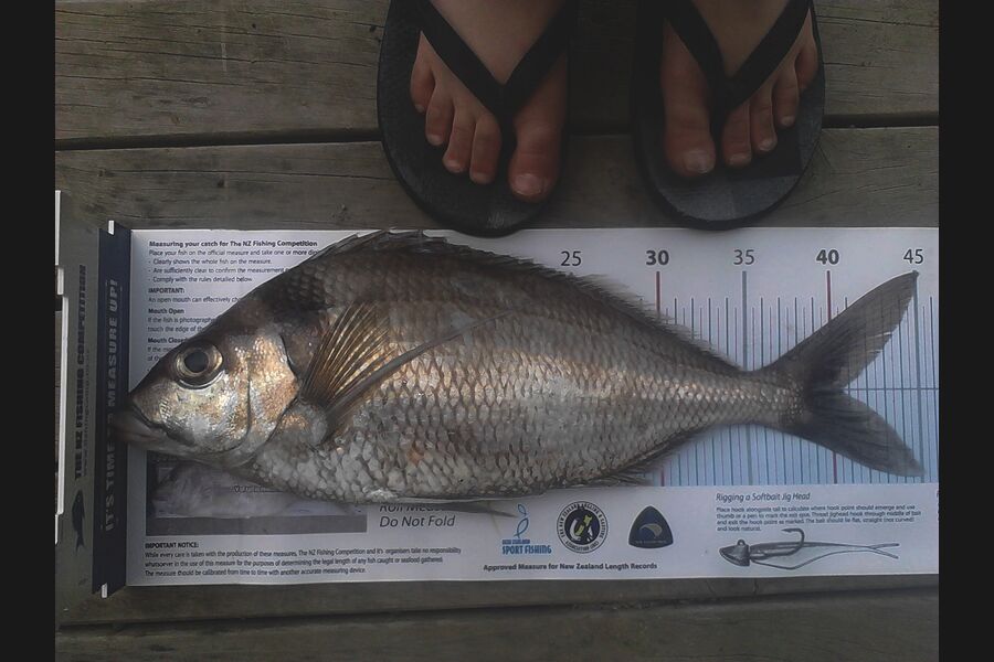 Mathew Goodall caught this 40.5cm Tarakihi at Raglan during The Export NZ Fishing Competition