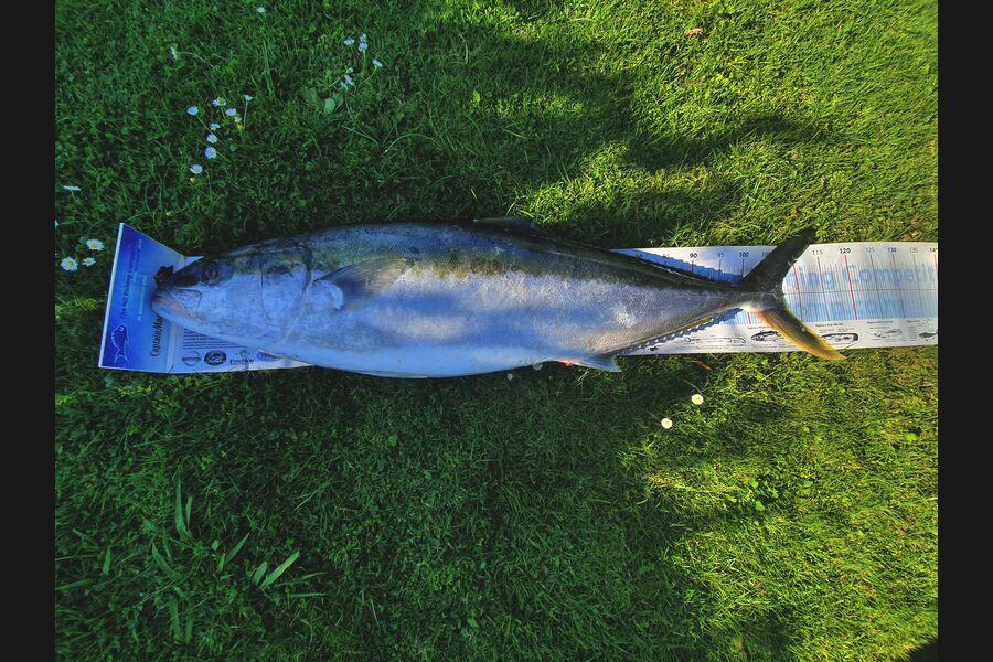 Ivo Jurisich caught this 107cm Kingfish at kaipara harbour over the bar during The Export NZ Fishing Competition