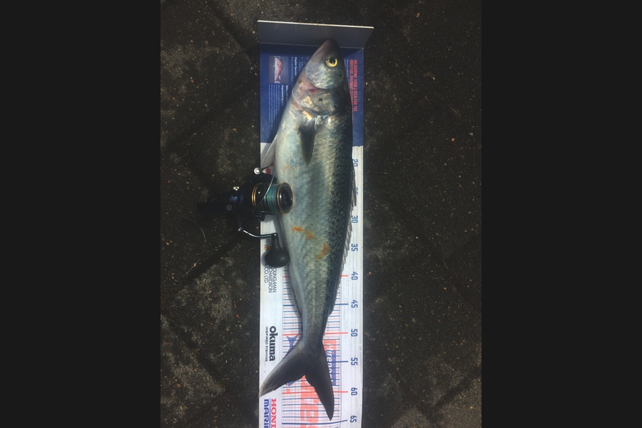 Graeme Duncan caught this 57cm Kahawai at BOP during The Export NZ Fishing Competition