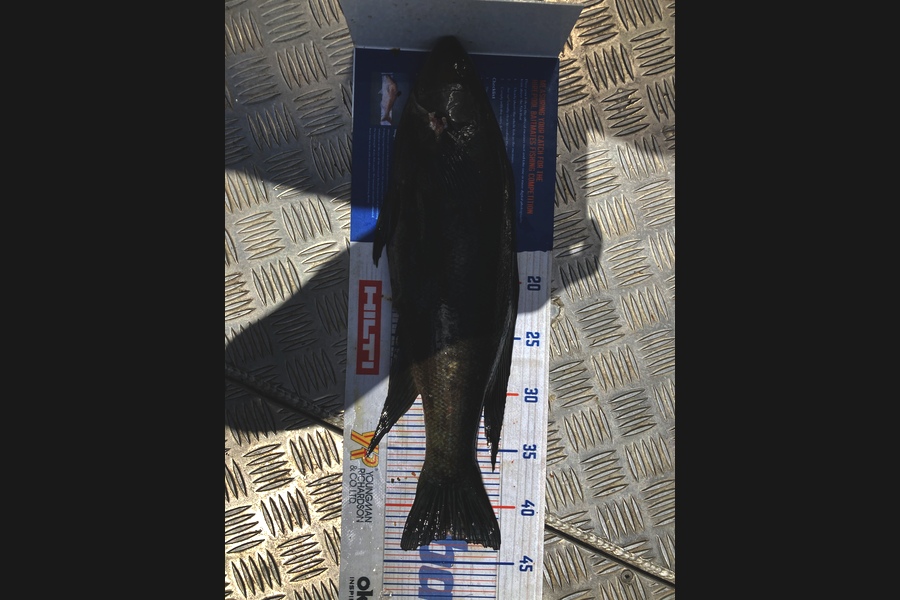 Riley Vette Blomquist caught this 43cm Butterfish at Chicks during The Export NZ Fishing Competition