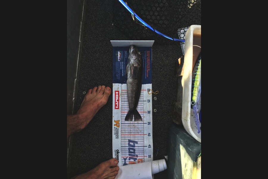 Daniel Hunt caught this 34cm Blue Cod at Coromandel  during The Export NZ Fishing Competition
