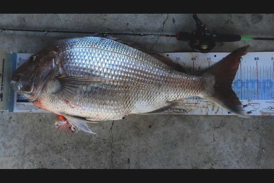 Yolande  Jeffares caught this 72.0cm Snapper at Tasman Bay during The Export NZ Fishing Competition