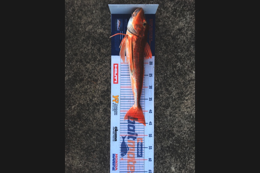 Phill Probyn caught this 43.5cm Gurnard at Mokau during The Export NZ Fishing Competition