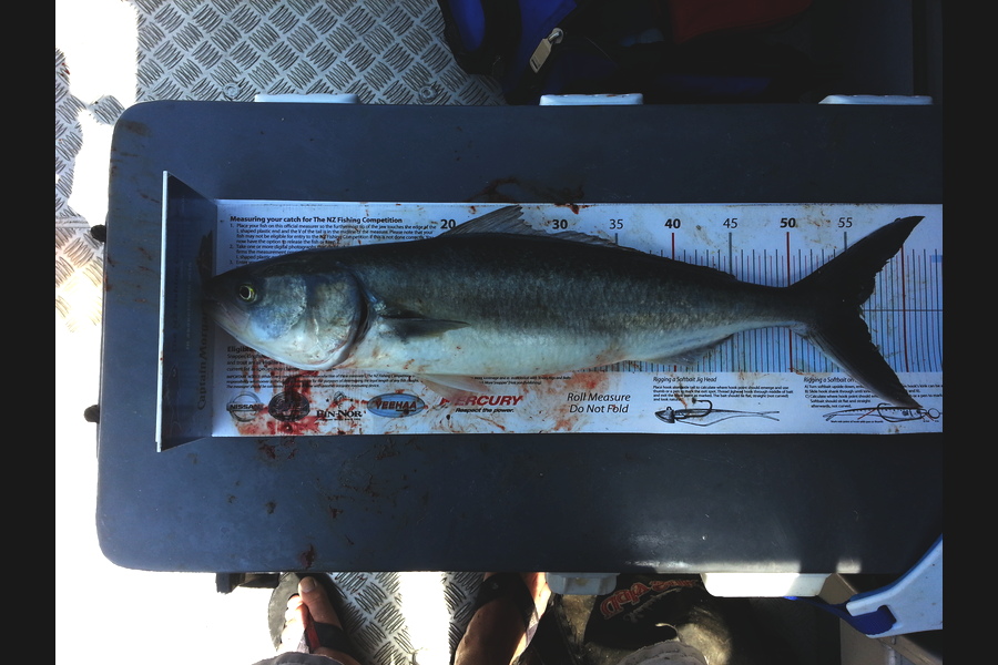 Spencer Roff caught this 56.0cm Kahawai at Gannet Rock during The Export NZ Fishing Competition