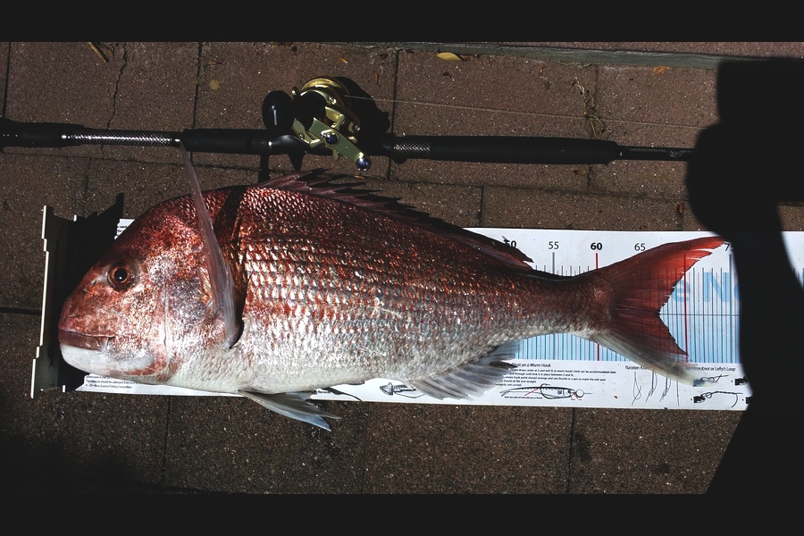 Karl Taylor caught this 67cm Snapper at Hauraki Gulf during The Export NZ Fishing Competition