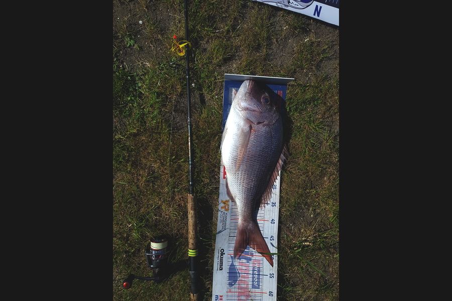 Mark Ray caught this 47cm Snapper at Northland during The Export NZ Fishing Competition