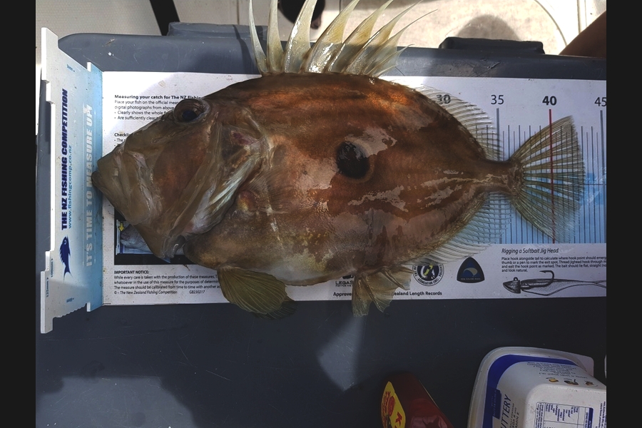 Darren Bugg caught this 42.0cm John Dory at Great Barrier Island  during The Export NZ Fishing Competition