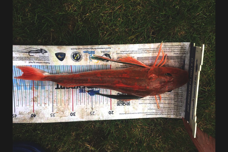 Trent O'Shea caught this 42cm Gurnard at raglan during The Export NZ Fishing Competition