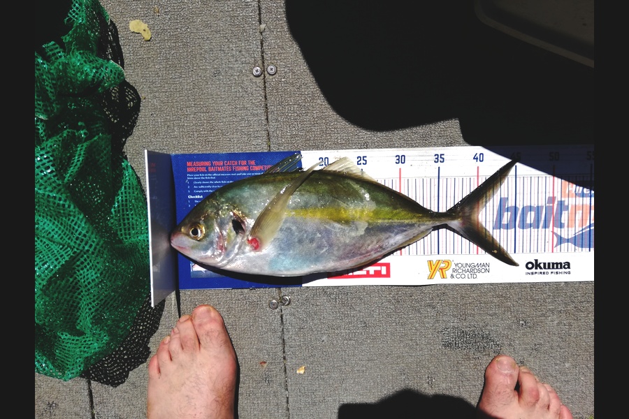 Raymond Edwards caught this 40.0cm Trevally at waikawau Bay during The Export NZ Fishing Competition
