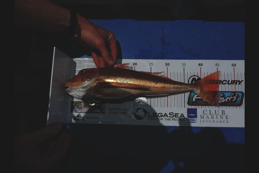 geoff Peake caught this 45.0cm Gurnard at Raglan during The Export NZ Fishing Competition