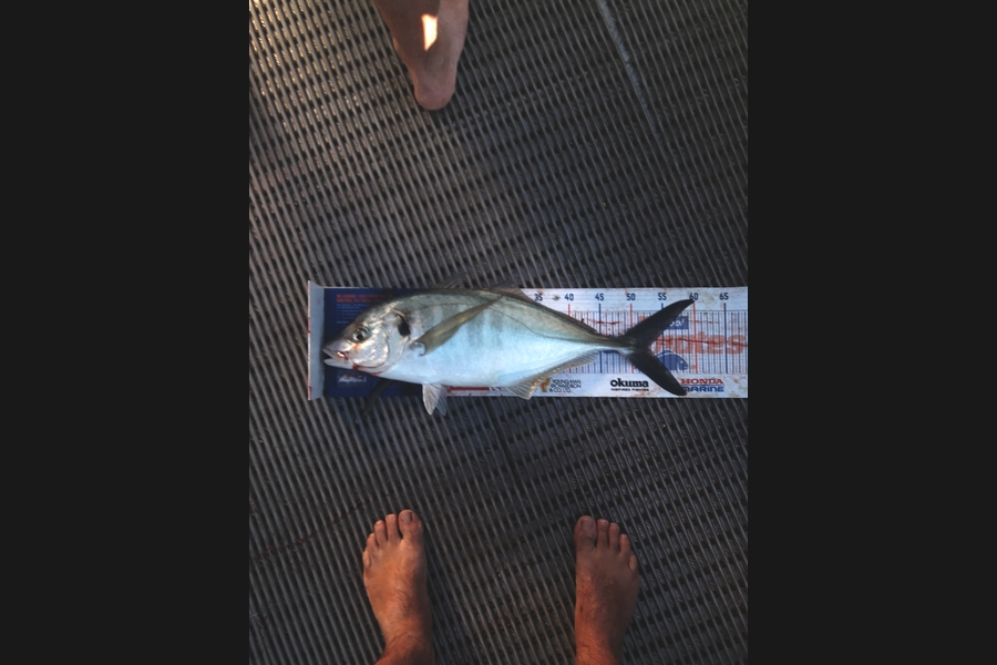 Clinton Emtage caught this 52.5cm Trevally at Glinks gully during The Export NZ Fishing Competition