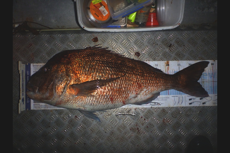 Curtis  Harris caught this 73.0cm Snapper at Whangaruru during The Export NZ Fishing Competition