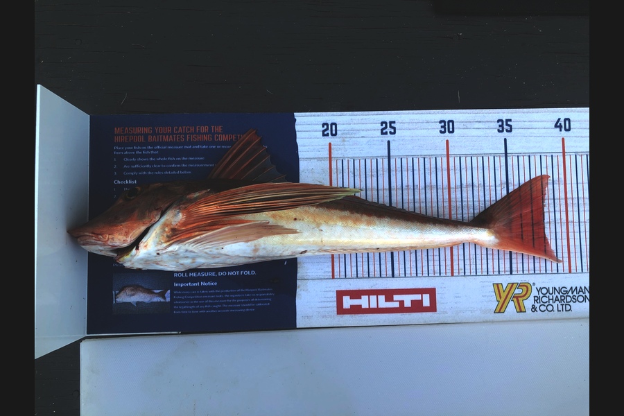 Nick Caulton caught this 38cm Gurnard at Hahei during The Export NZ Fishing Competition