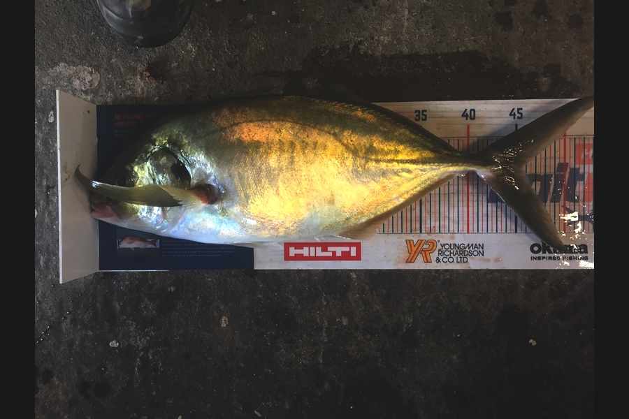 Jeffrey Rich caught this 45.5cm Trevally at Raglan  during The Export NZ Fishing Competition