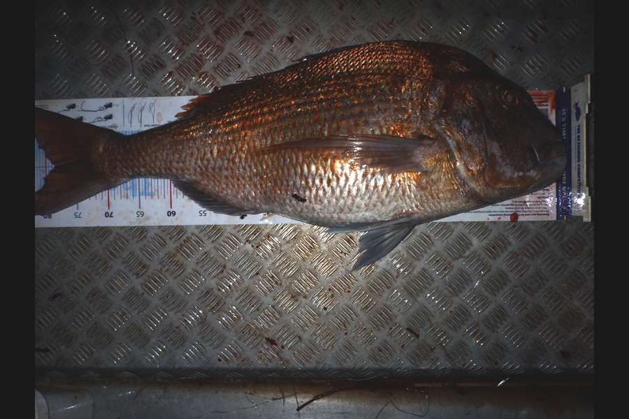 Curtis  Harris caught this 78.50cm Snapper at Whangaruru during The Export NZ Fishing Competition