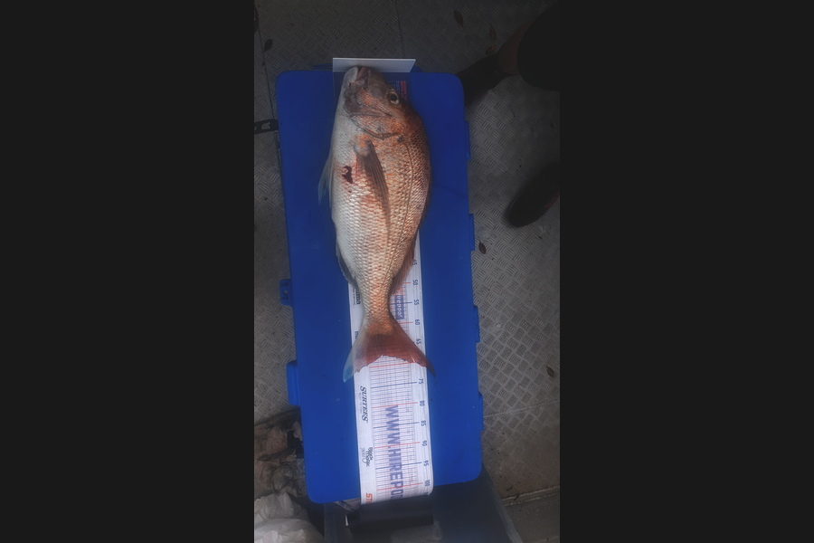 Brad Olliver caught this 67.5cm Snapper at Manukau during The Export NZ Fishing Competition