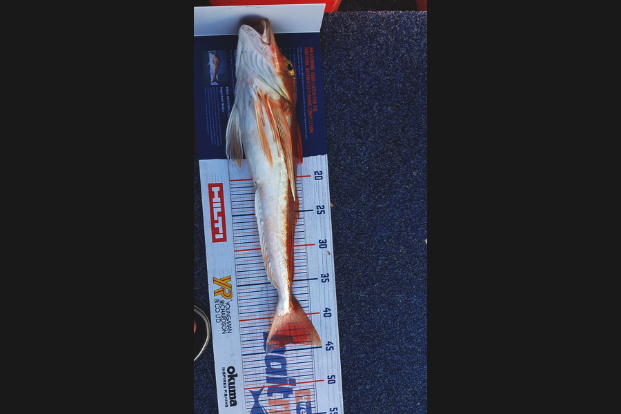Glenn Lucas caught this 44.0cm Gurnard at Kawau during The Export NZ Fishing Competition