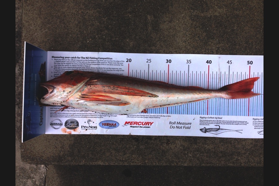 Andrew Claridge caught this 50.5cm Gurnard at Kaikoura during The Export NZ Fishing Competition