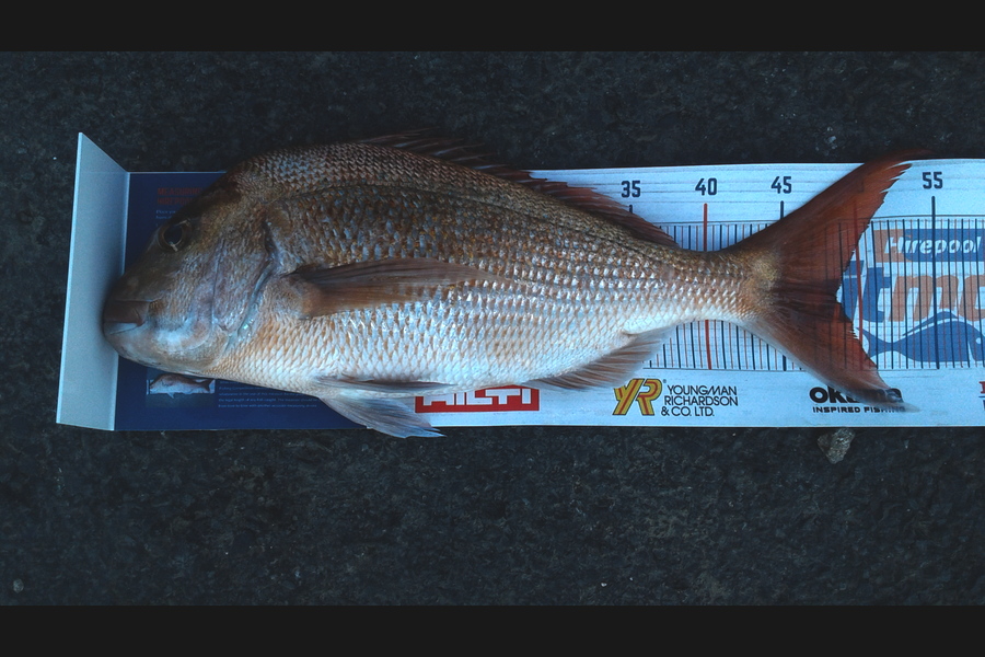 Dave Jones caught this 48.5cm Snapper at Coromandel during The Export NZ Fishing Competition