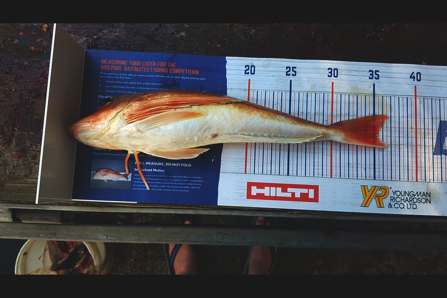 Neil Rist caught this 35.0cm Gurnard at Bream Bay during The Export NZ Fishing Competition