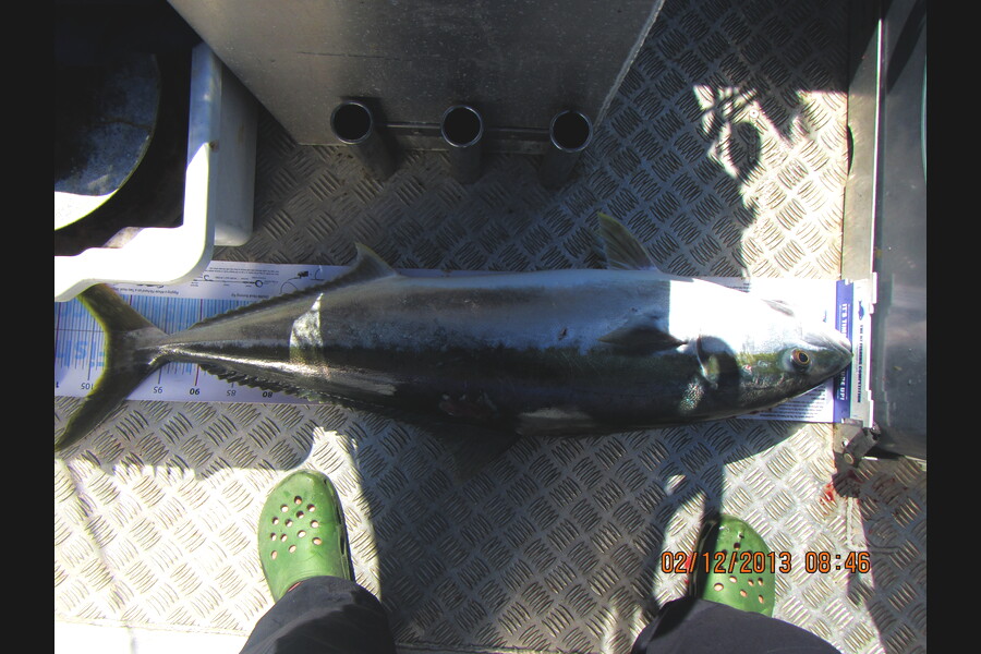 Zane Rackham caught this 103.0cm Kingfish at Raus Whk during The Export NZ Fishing Competition