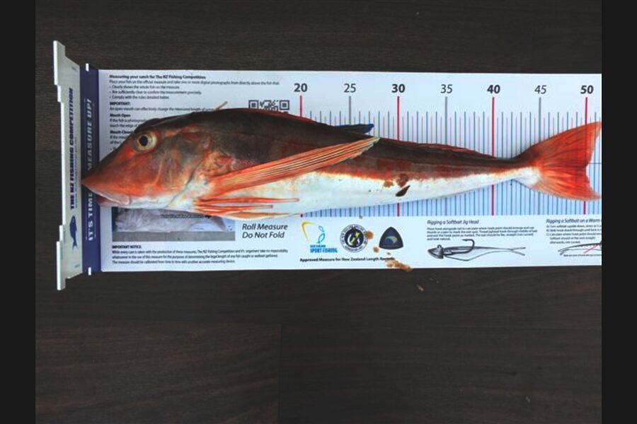 scott brenton caught this 50.0cm Gurnard at Carrot Patch SC during The Export NZ Fishing Competition