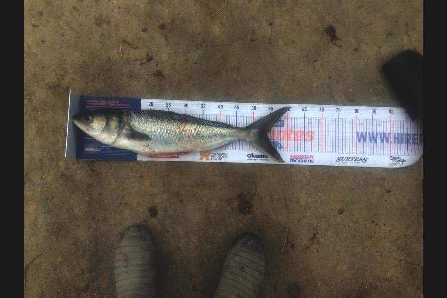 Nigel Sylva caught this 54cm Kahawai at Mana Island during The Export NZ Fishing Competition