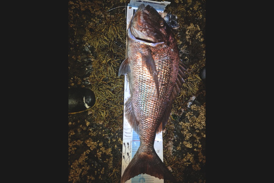 Daniel Fobbester caught this 85cm Snapper at Northland during The Export NZ Fishing Competition