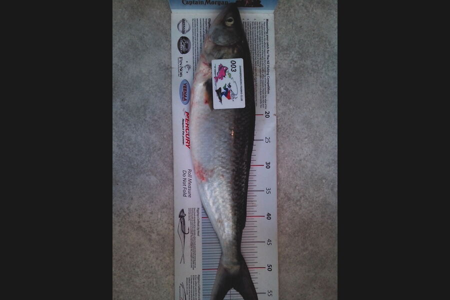 Jeff Holden caught this 53.5cm Kahawai at Cable Bay Nelson during The Export NZ Fishing Competition