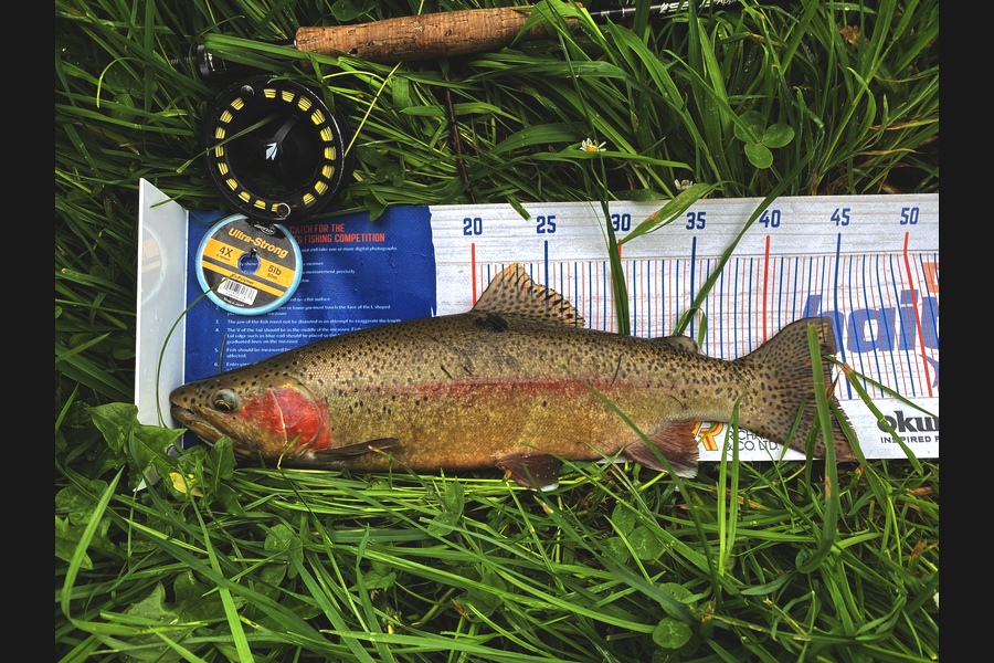 Ian Pedersen caught this 44.0cm Trout at BOP during The Export NZ Fishing Competition