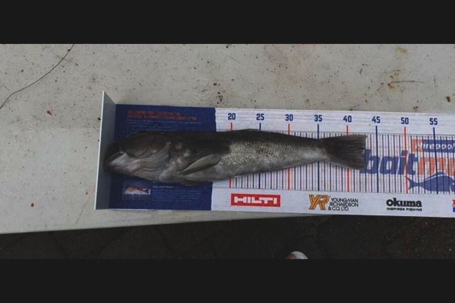 Roedolf Prinsloo caught this 43.0cm Blue Cod at Bluff during The Export NZ Fishing Competition