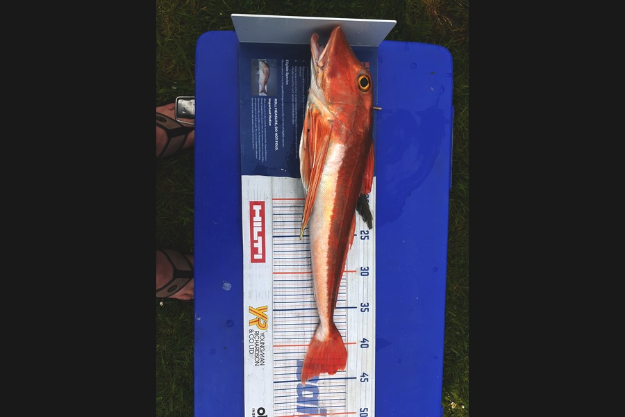 Mathew Goodall caught this 44cm Gurnard at Raglan  during The Export NZ Fishing Competition