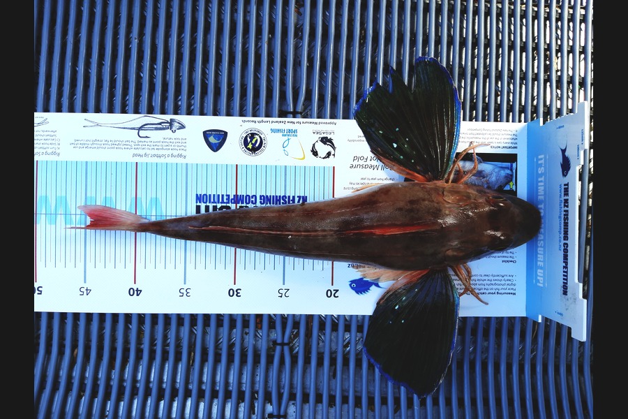 Tania Searles caught this 44cm Gurnard at Pelorus Sounds during The Export NZ Fishing Competition
