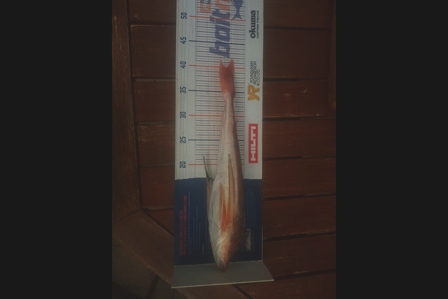 Johnathan Trevathan caught this 39.5cm Gurnard at Napier  during The Export NZ Fishing Competition