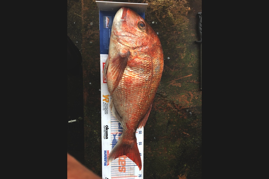 Andrew Froome caught this 60.0cm Snapper at Port Taranaki  during The Export NZ Fishing Competition
