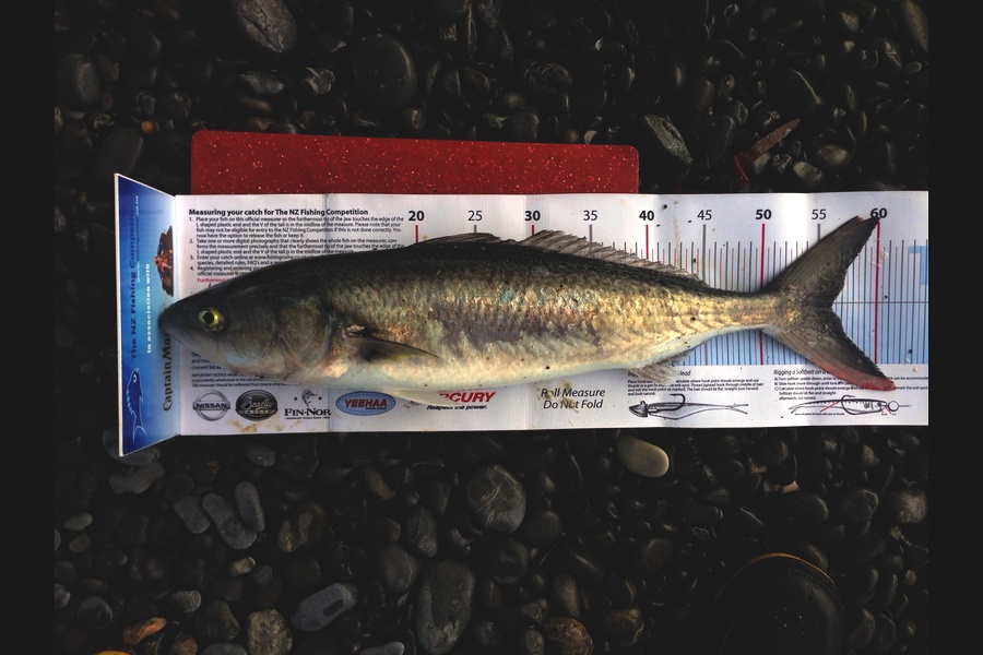 Andrew Claridge caught this 56.0cm Kahawai at Kaikoura  during The Export NZ Fishing Competition