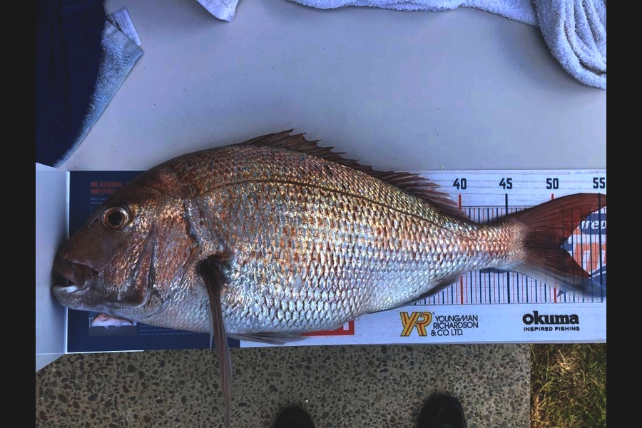 Brian Whitaker caught this 50.5cm Snapper at Hauraki Gulf during The Export NZ Fishing Competition