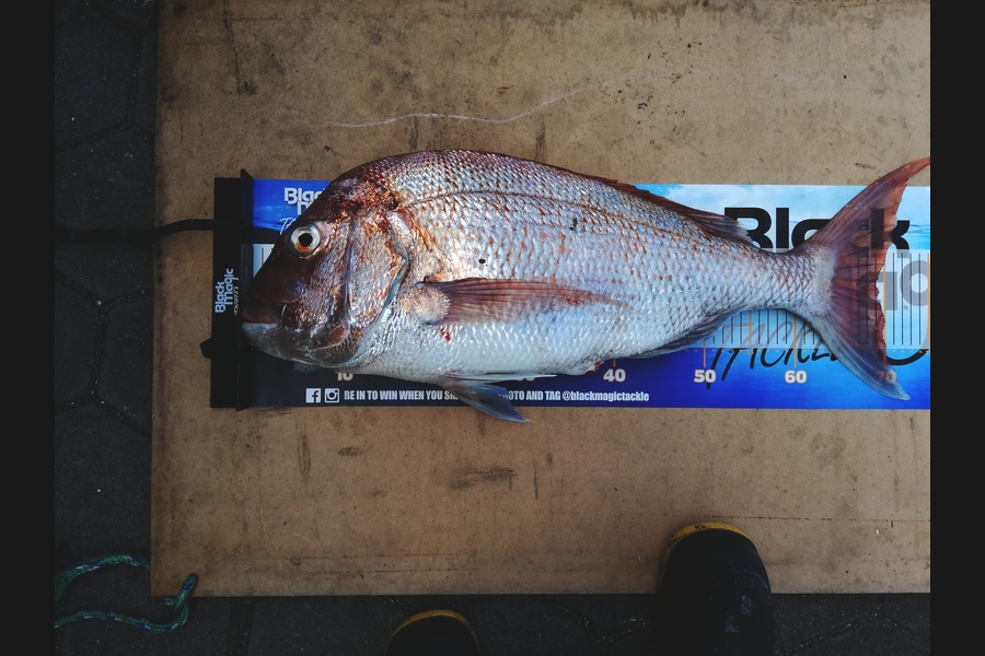 Mark  Cameron  caught this 69.0cm Snapper at Thames  during The Export NZ Fishing Competition