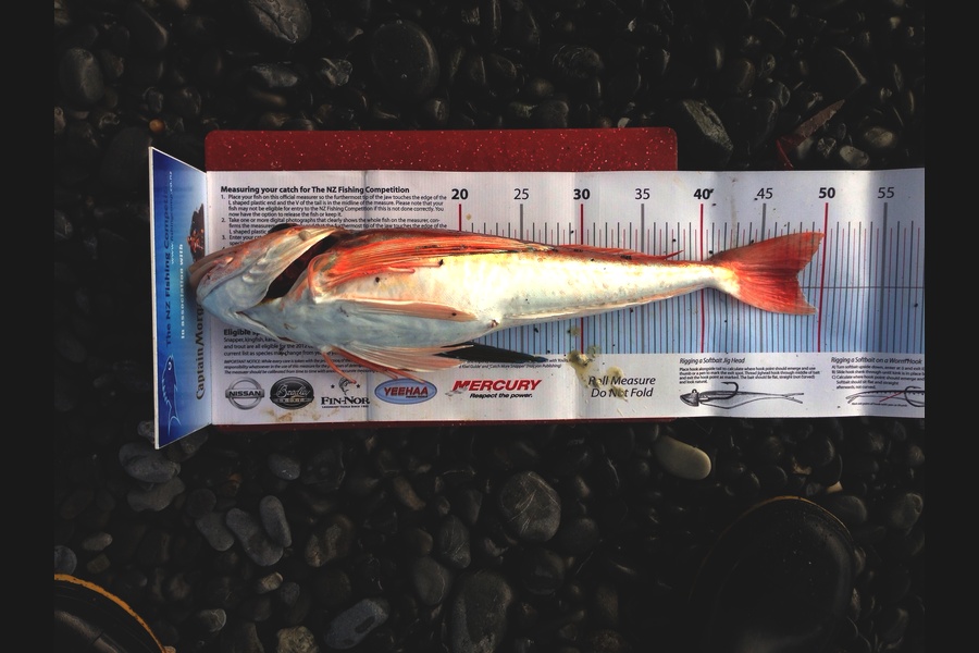 Andrew Claridge caught this 48.0cm Gurnard at Kaikoura during The Export NZ Fishing Competition