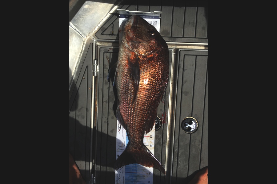 Mathieu Poot caught this 75.0cm Snapper at Karikari during The Export NZ Fishing Competition