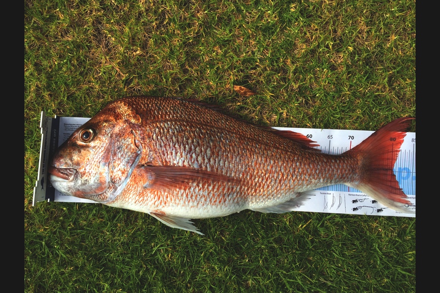 Mathieu Poot caught this 80.0cm Snapper at Karikari during The Export NZ Fishing Competition