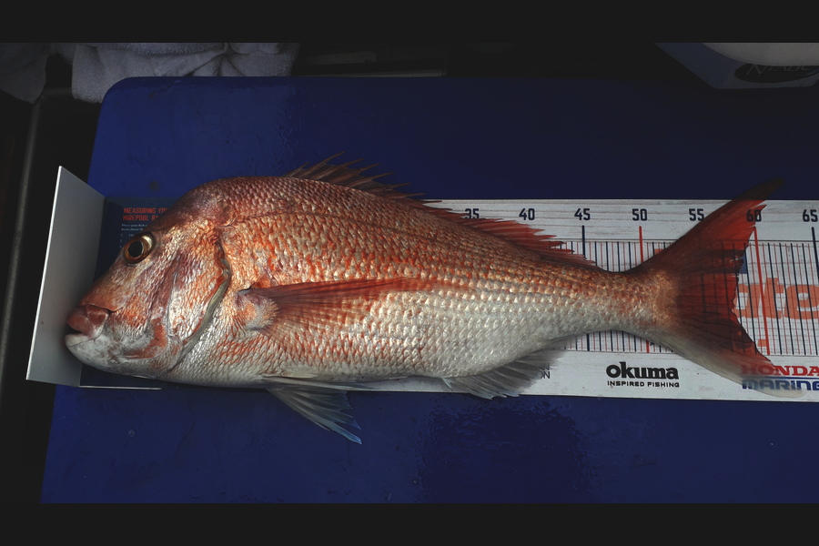 Lewis  Bristowe caught this 57.5cm Snapper at Hauraki gulf during The Export NZ Fishing Competition