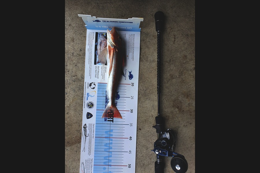 Hamish Woods caught this 32.5cm Gurnard at Wellington during The Export NZ Fishing Competition