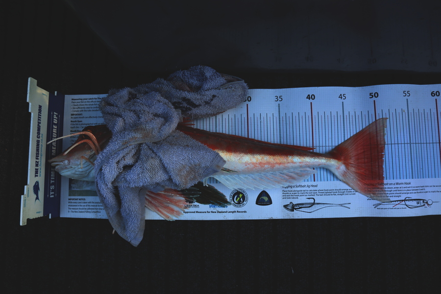 Mark Cotton caught this 50.5cm Gurnard at Tasman Bay during The Export NZ Fishing Competition