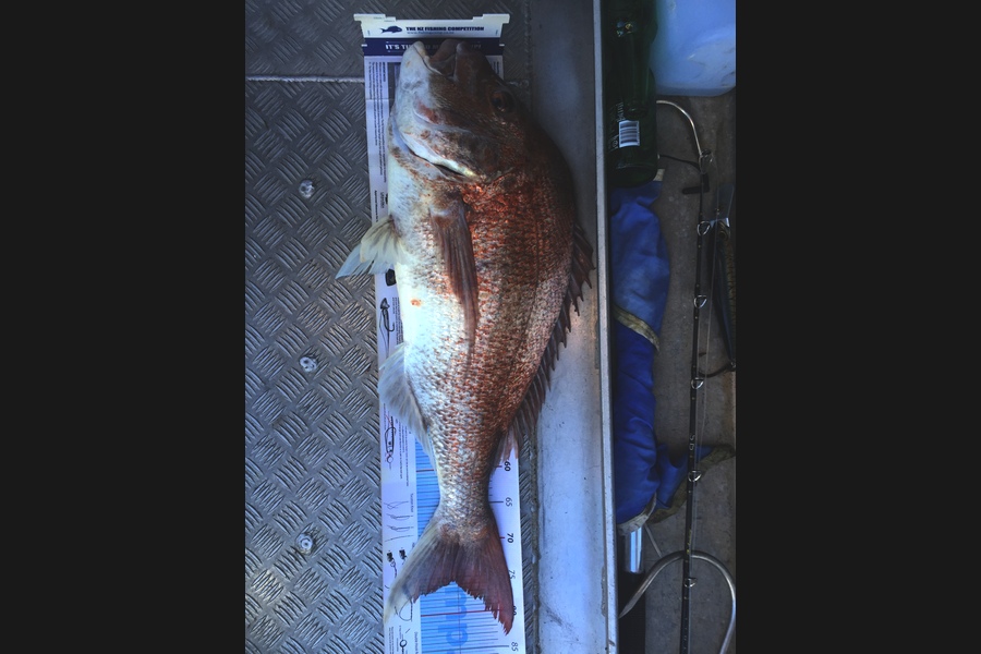 Scott Marriott caught this 75.5cm Snapper at Puk bay during The Export NZ Fishing Competition