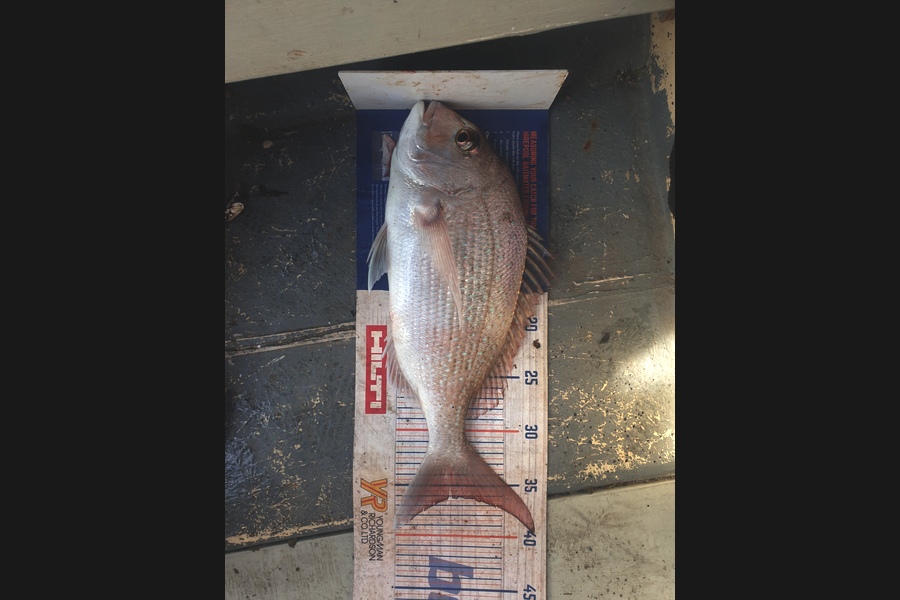 Tim  McKenzie caught this 36cm Snapper at Napier  during The Export NZ Fishing Competition