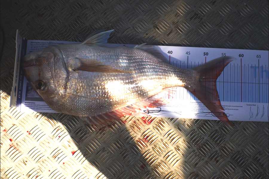 Stephen Attwood caught this 53.0cm Snapper at Bay of Islands during The Export NZ Fishing Competition
