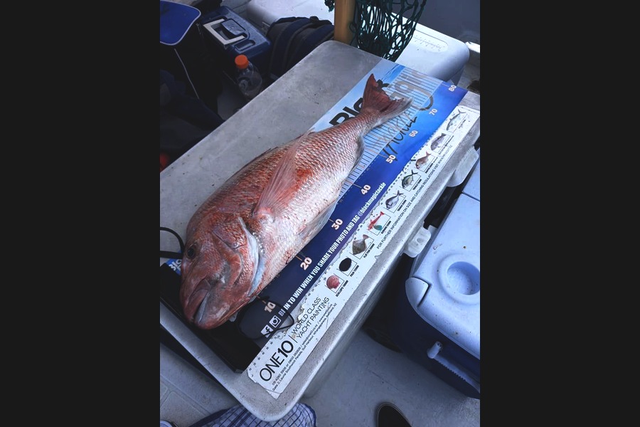 Lesley  Rose caught this 67cm Snapper at Hauraki Gulf during The Export NZ Fishing Competition