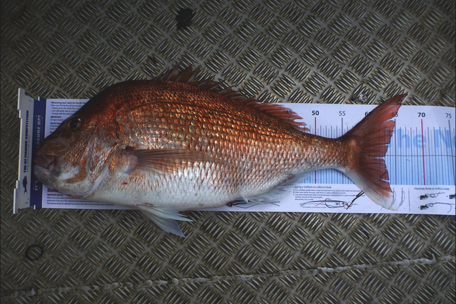 Stephen Attwood caught this 63.0cm Snapper at Bay of Islands during The Export NZ Fishing Competition